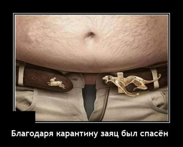 Благодаря карантину заяц был спасён