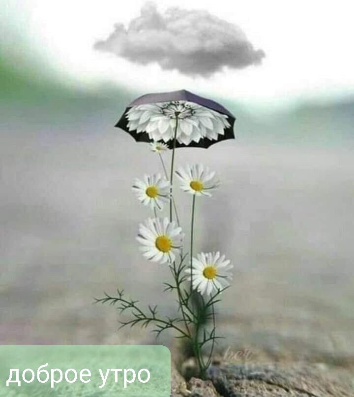 доброе утро