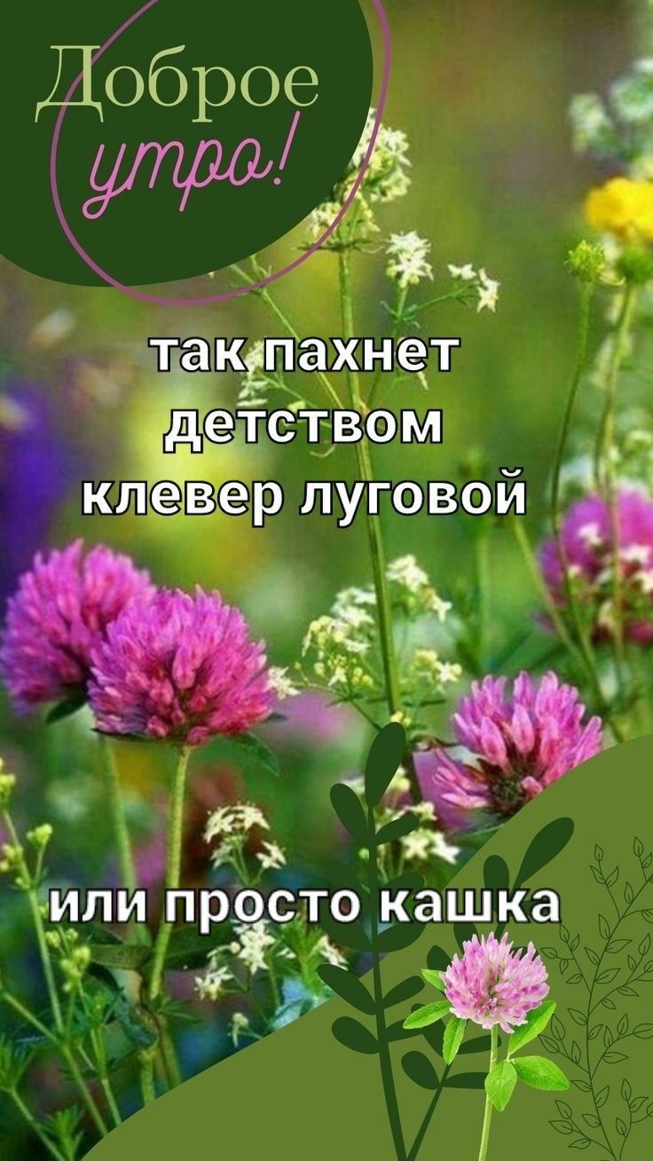 Хилй просло кашка 4 Э я