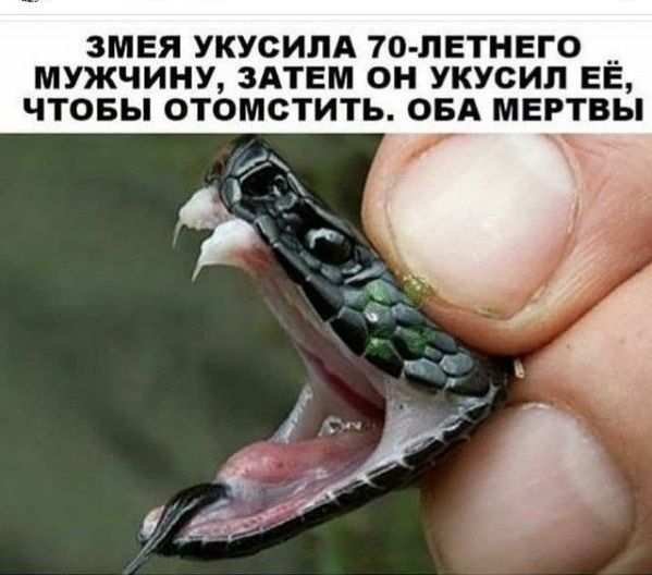 ЗМЕЯ УКУСИПА 70 ПЕТНЕГО __ МУЖЧИНУ ЗАТЕМ ОН УКУСИП ЕЕ ЧТОБЫ ОТОМСТИТЬ ОБД МЕРТВЬ