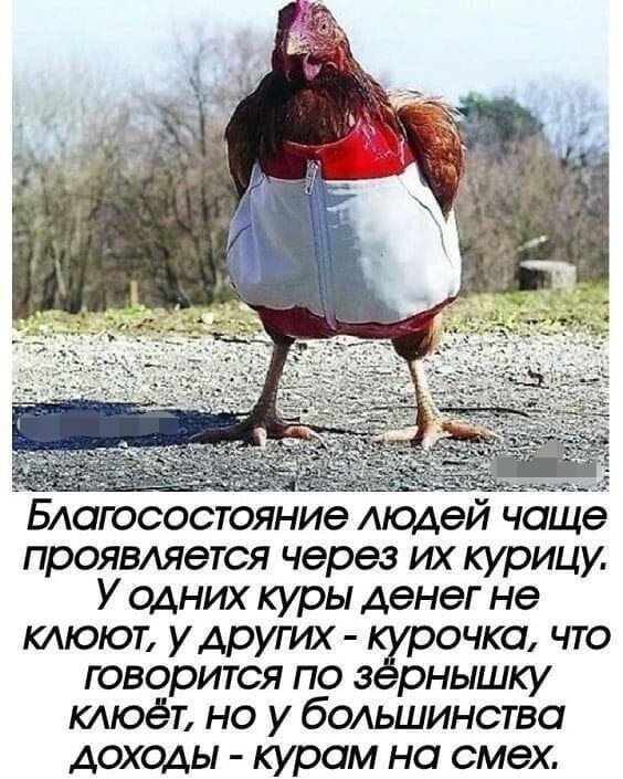 Благосостояние людей чаще проявляется через ш курицу У одних куры денег не клюют удругш чка что юворится по а рнышку клюет но у бодьшинства доходы курам на смех