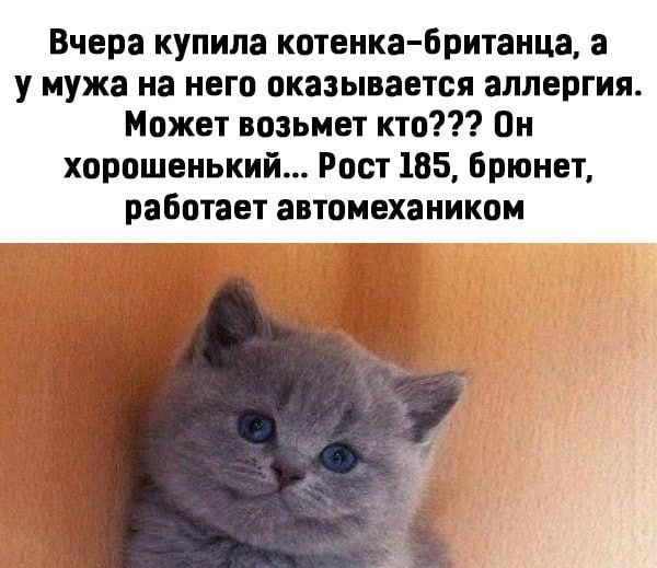 Вчера купила котенка британца а у мужа на него оказывается аллергия Может возьмет кто Пи хорошенький Рост 185 Брюнет работает автомеханикои