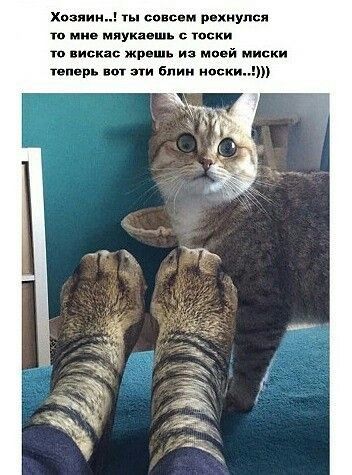 Хозяин ты сокс и пахнут я п ми ияуиа шь тоски гп искас жишь из моей миски