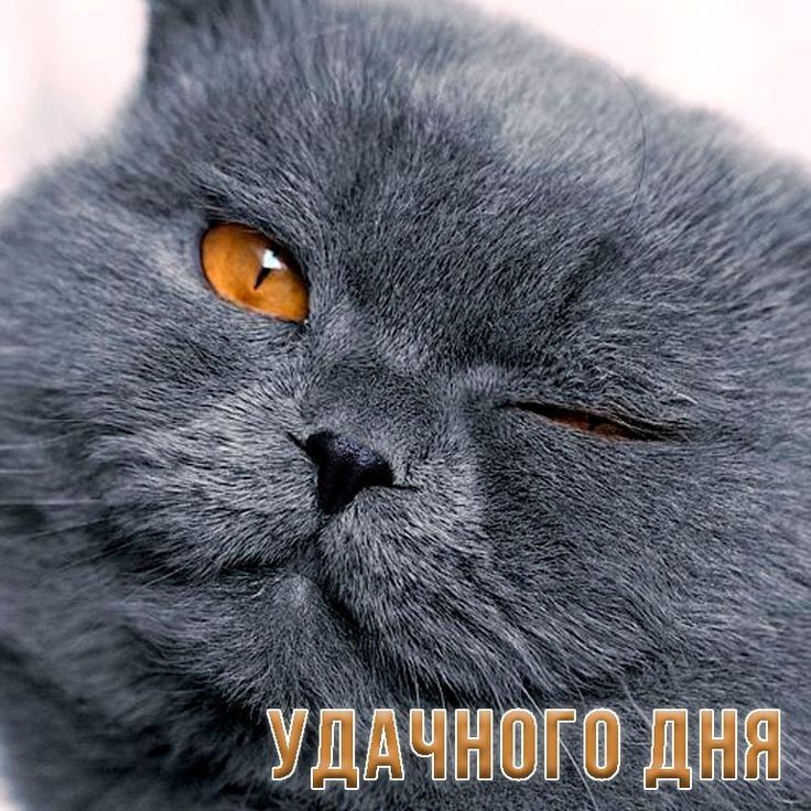удьчшц дид