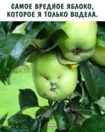 САМОЕ ВРЕАНОЕ ЯБАОКО КОТОРОЕ Я ТОАЬКО ВЦАЕАА