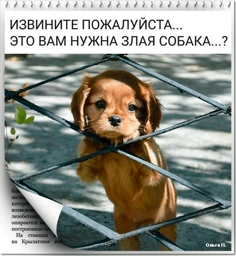 аим1а извините ПОЖАЛУЙСТА это ВАМ НУЖНА ЗЛАЯ СОБАКА