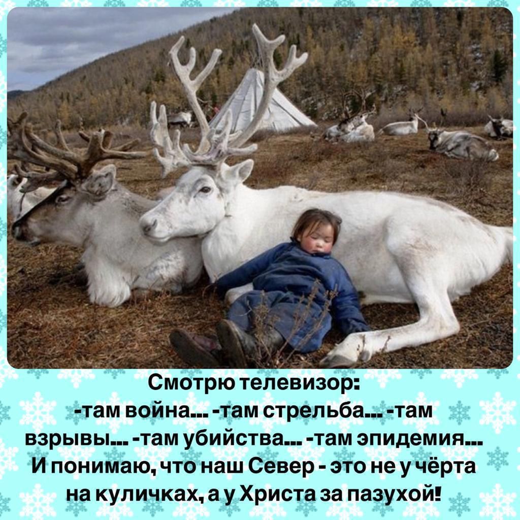 Смотрю телевизор там война лам стрельба_ там взрывы_ ТаМ убИЙСТЕВ_ ТВМ эпидемия И понимаю что нет Север это не учёрта на куличках а у Христа за пазухой