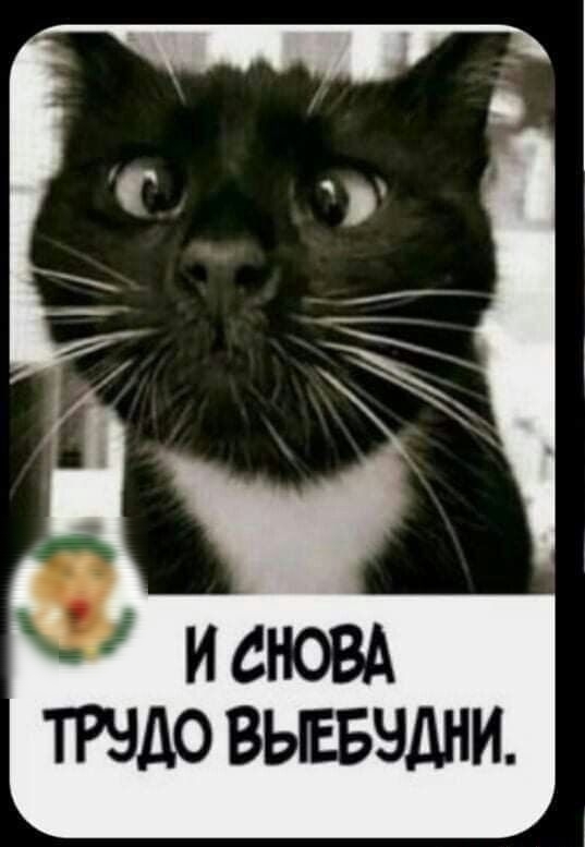ТРНДО ВЫЕБНДНИ