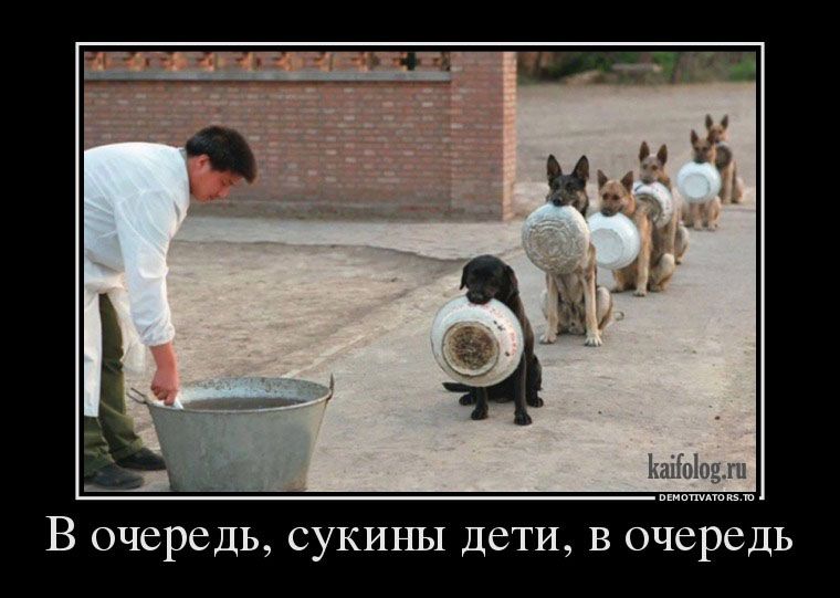 В очередь сукин ы дети в очередь