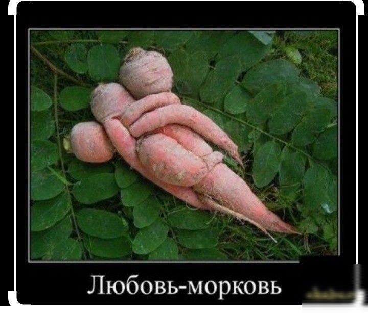 Любовь морковь _