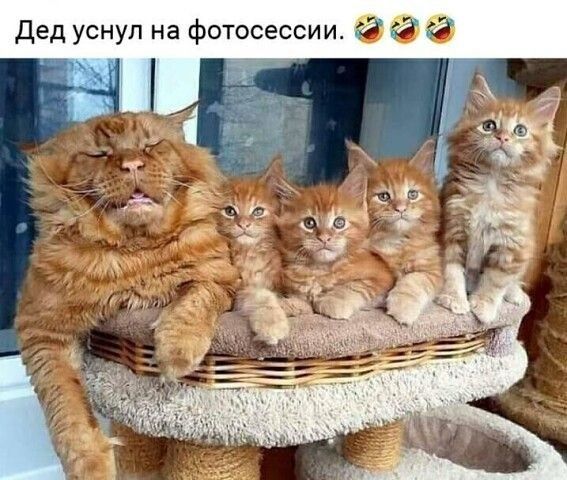 дед уснул на фотосессии