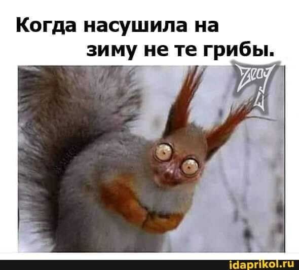 Когда насушила на зиму не те грибы