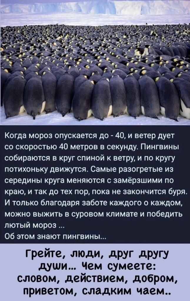 Когда мороз опускается до 40 и ветер дует со скоростью 40 метров в секунду Пингвины собираются в круг спиной ветру и по кругу потихоньку движутся Самые разогретые из середины круга МЕНЯЮТСП С ЗБМЁРЗШИМИ ПО краю и так до тех пор пока не закончится бури и только Благодаря заботе каждого о каждом можно выжить в суровом климате и победить лютый мороз Об этом знают пингвины Грейте люди друг другу души 