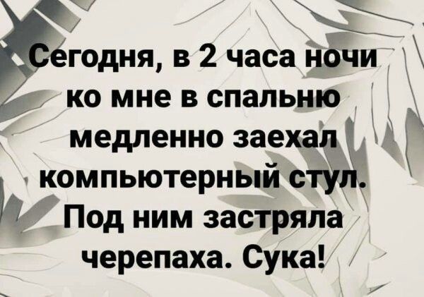 егодня в 2 часа іючи ко мне в спальню медленно заехаМ и компьютерный ступ 5 Под ним застряла черепаха Сука