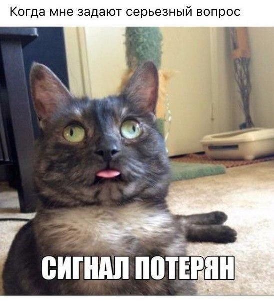 Когда мне задают серьезный вопрос сигпідіііпотъгпн
