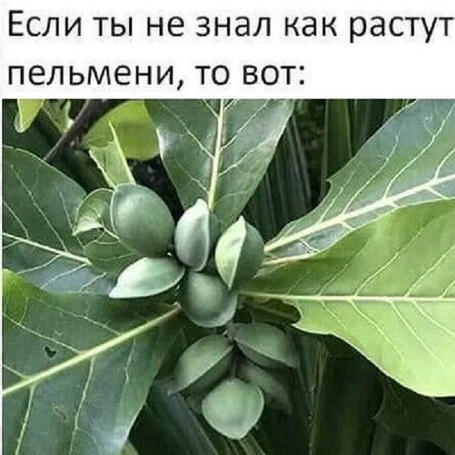 Если ты не знал как растут пельмени то вот 7