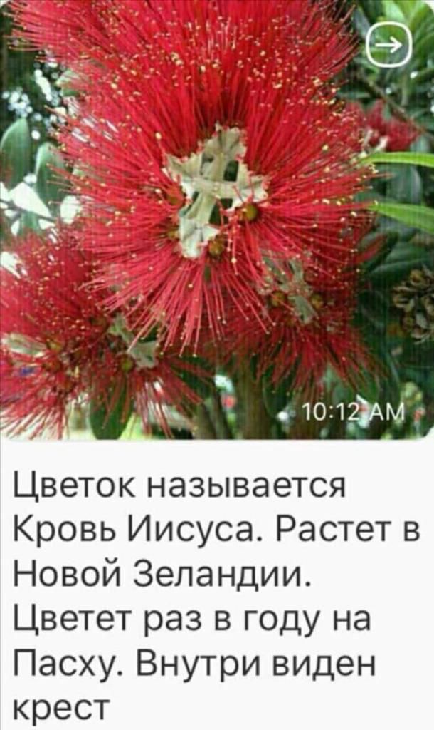 ЪЁЧЁЬ _ _ 1 ъ ф Цветокназывается КровьЛисусаРастетв НовойЗеландии Цветегразвгодуна ПасхуВнутривиден крест