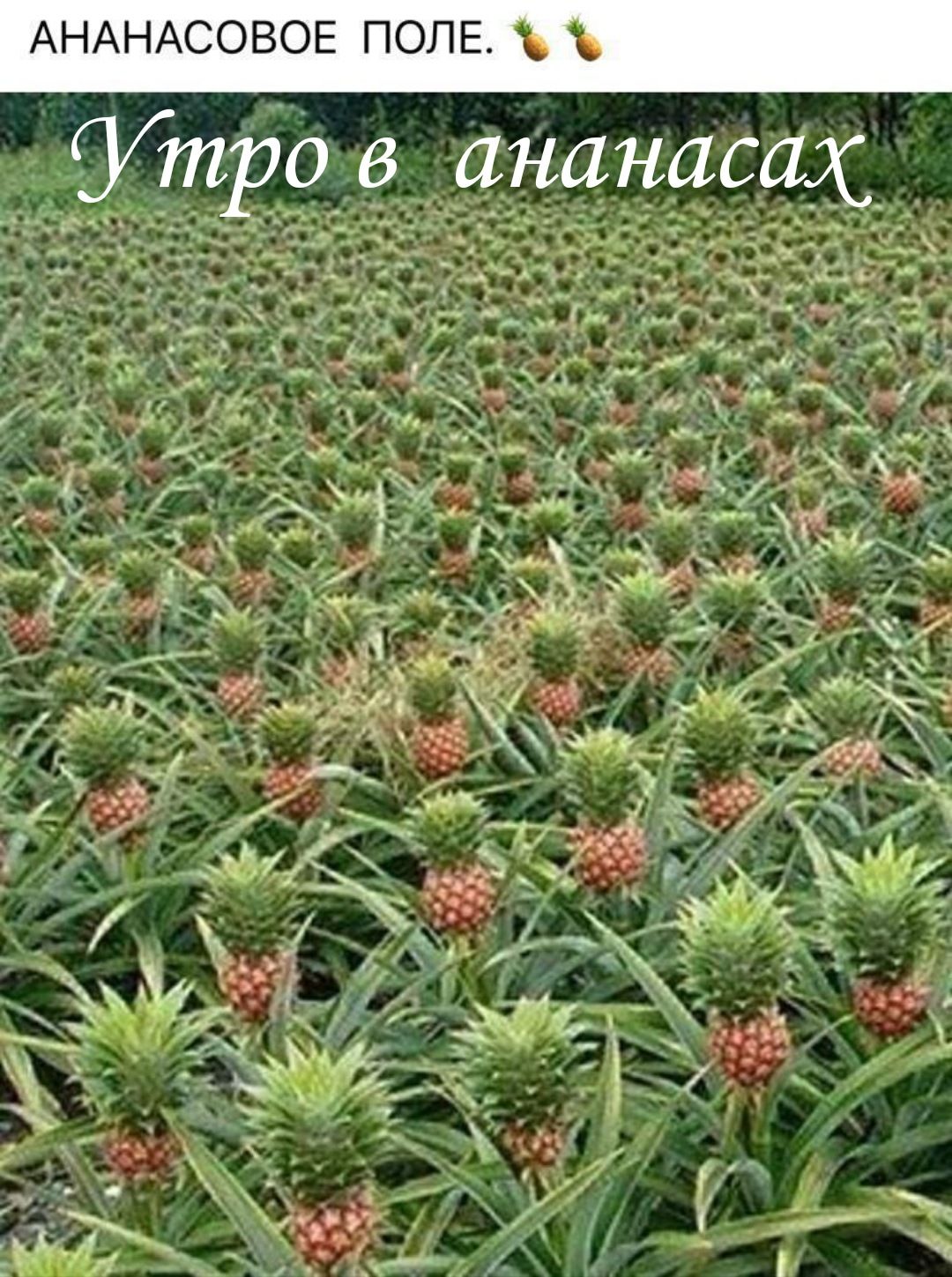 АНАНАСОВОЕ попе Утро в ананасах