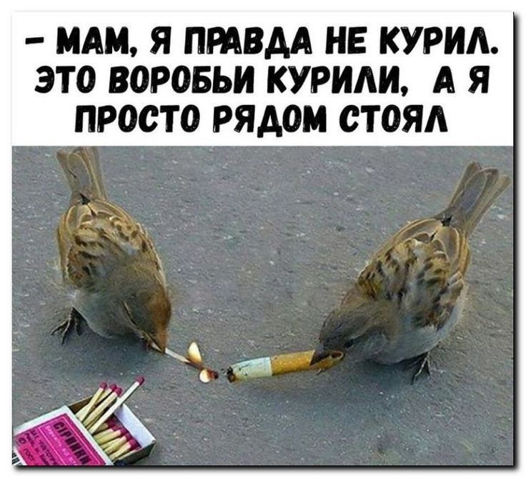 МШ Я ПШВАА НЕ КУРИА ЭТО ВОРОБЬИ КУРИАИ А Я ПРОСТО рядом стоял