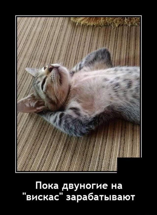 Пока двуногие на вискас зарабатывают