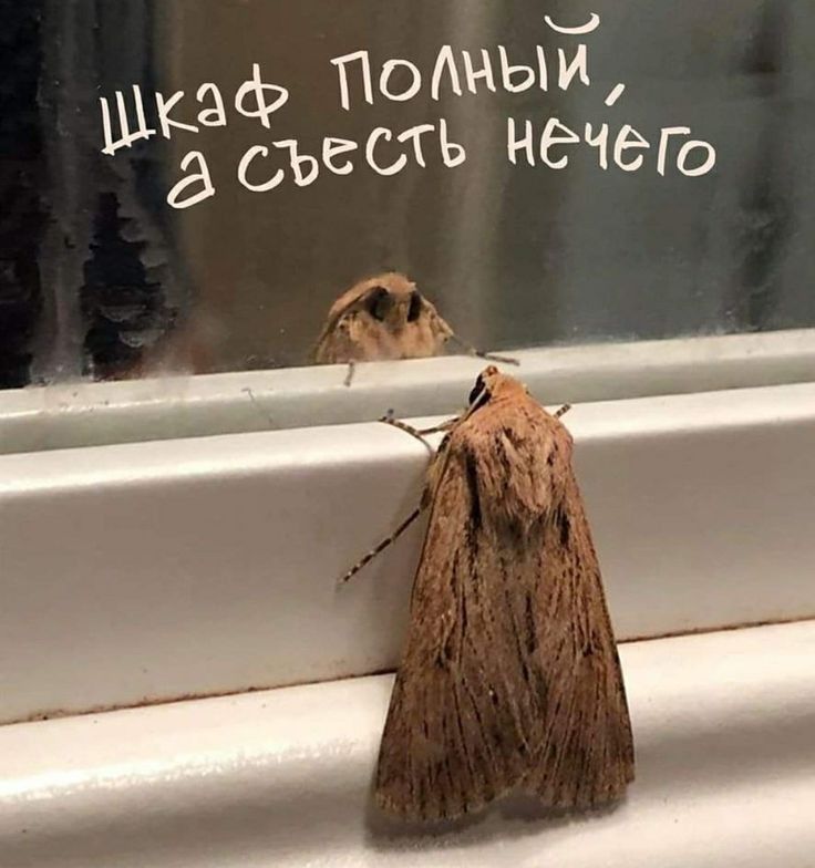 шкаф подиый а съесть нечеп