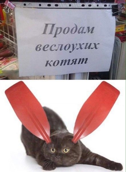 Продам веслоухих котят