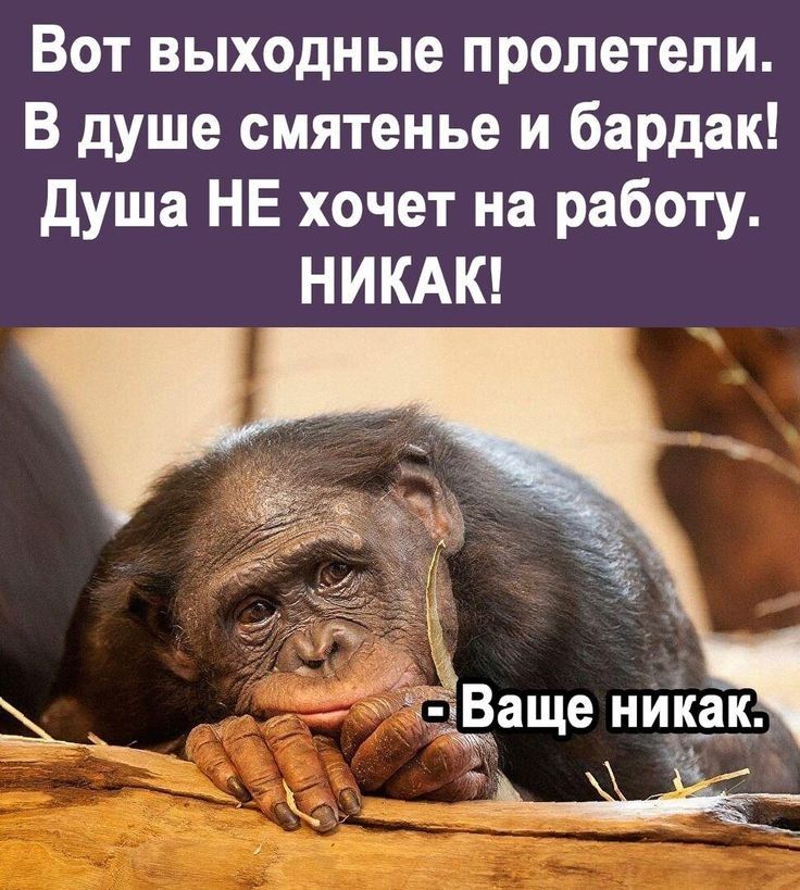 Вот выходные пролетели В душе смятенье и бардак душа НЕ хочет на работу НИКАК В