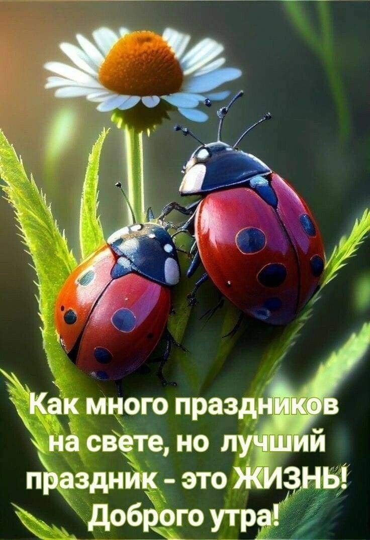Как много празд на свете но луч й праздник э то ЖИЗНЬ доброго утра
