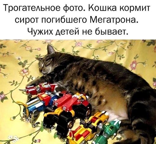 Трогатедьное Фото Кошка кормит сирот погибшего Мегатрона Чужих детей не бывает
