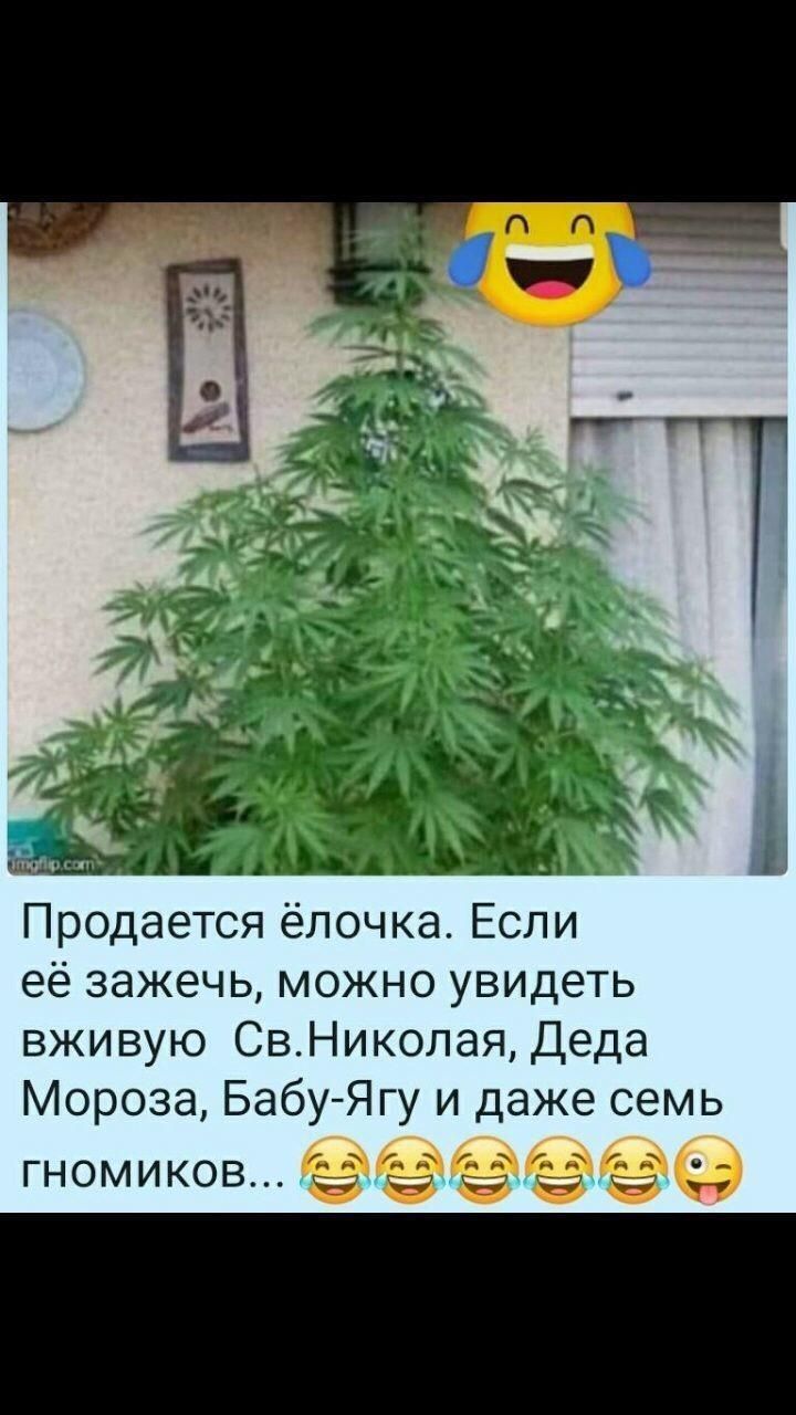 Продается ёлочка Если её зажечь можно увидеть вживую СвНиколая Деда Мороза БабуЯгу и даже семь гномиков __ _5
