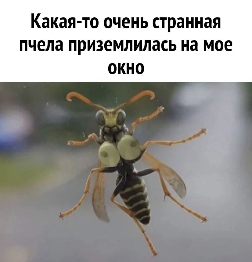 Какая то ОЧЕНЬ странная пчела приземлилась на МОЕ ОКНО