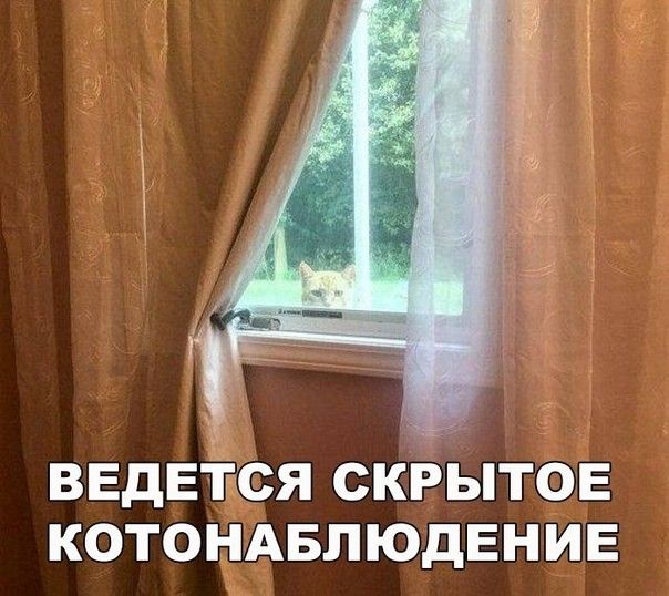 ВЕДЕТСЯ СКТЫТОЕ КОТОНАБЛ ЮДЕНИЕ