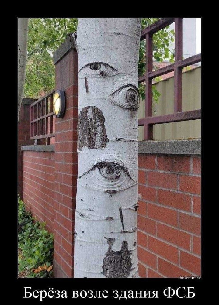 Берёза возле здания ФСБ