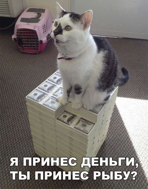 Я ПРИНЕС ДЕНЬГИ ТЫ ПРИНЕС РЫБУ