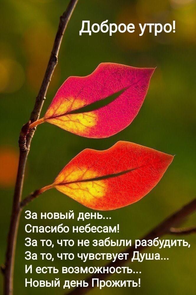 доброе утро За новый день Спасибо небесам За то что не забыли разбудить За то что чувствует душа И есть возможность Новый день Прожить