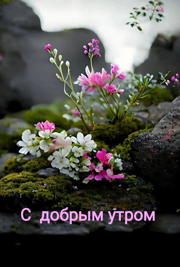 С добрым Утром