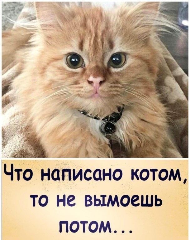 Ё Что написано котом то не вымоешь потом