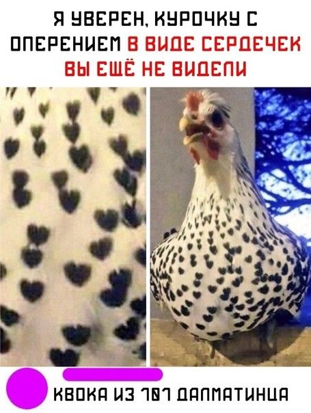 я нвврвн инрпчкн ппервнывп __в впав Е чр гпту _ КБПКП НЗ Ші ПППППТННЦП