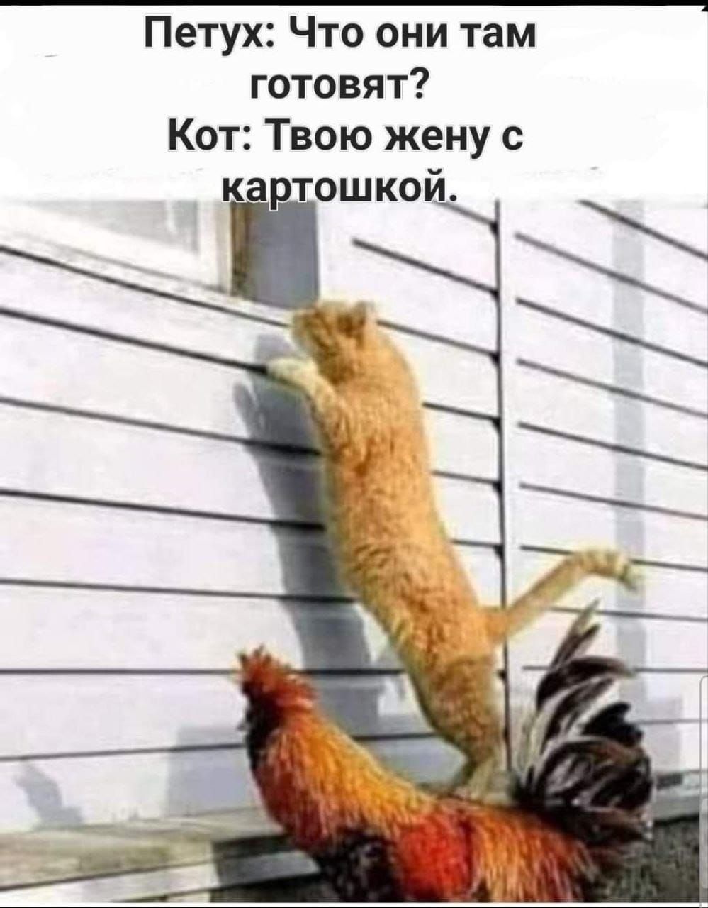 Петух Что они там готовят Кот Твою жену с ОШКО