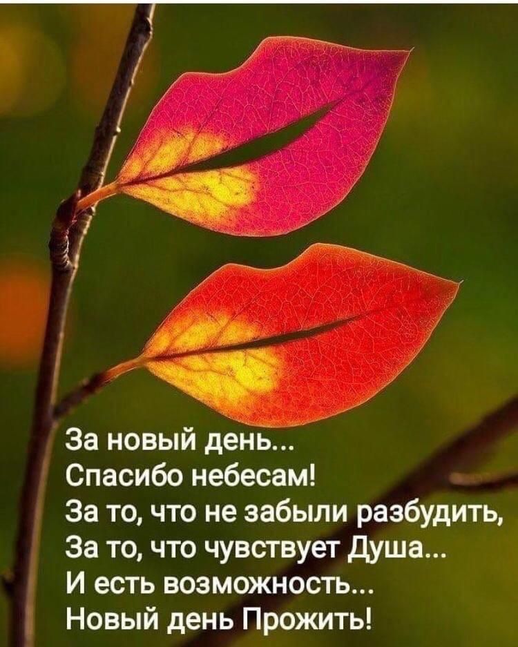 За новый денБ Спасибо небесам За то что не забыли разбудить За то что чувствует Душа И есть возможность Новый день Прожить