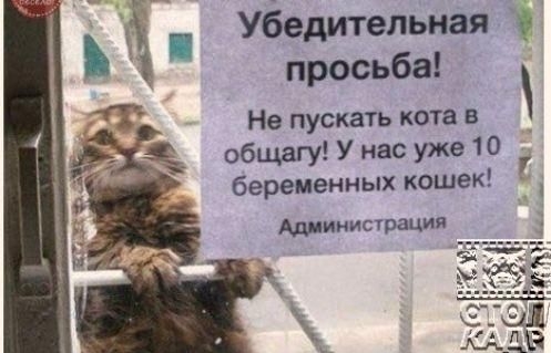 ь А и Убедительная просьба Не пускать кота в Н__ общагу У нас уже 10 беременных кошек 2 Администрация