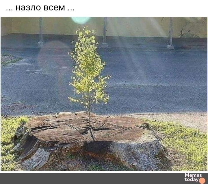 назло всем