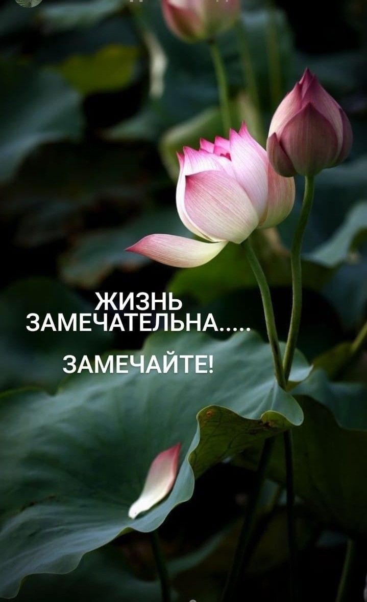 ЖИЗНЬ ЗАМЕЧАТЕЛЬНА