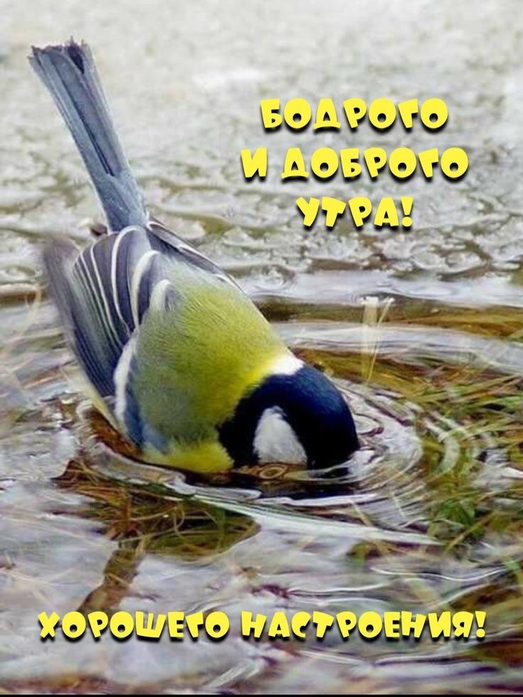 Бодрого и доброго утра! Хорошего настроения!