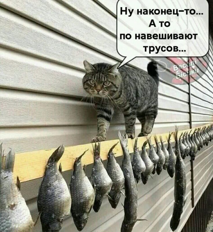 Ну наконец-то... А то по навешивают трусов...