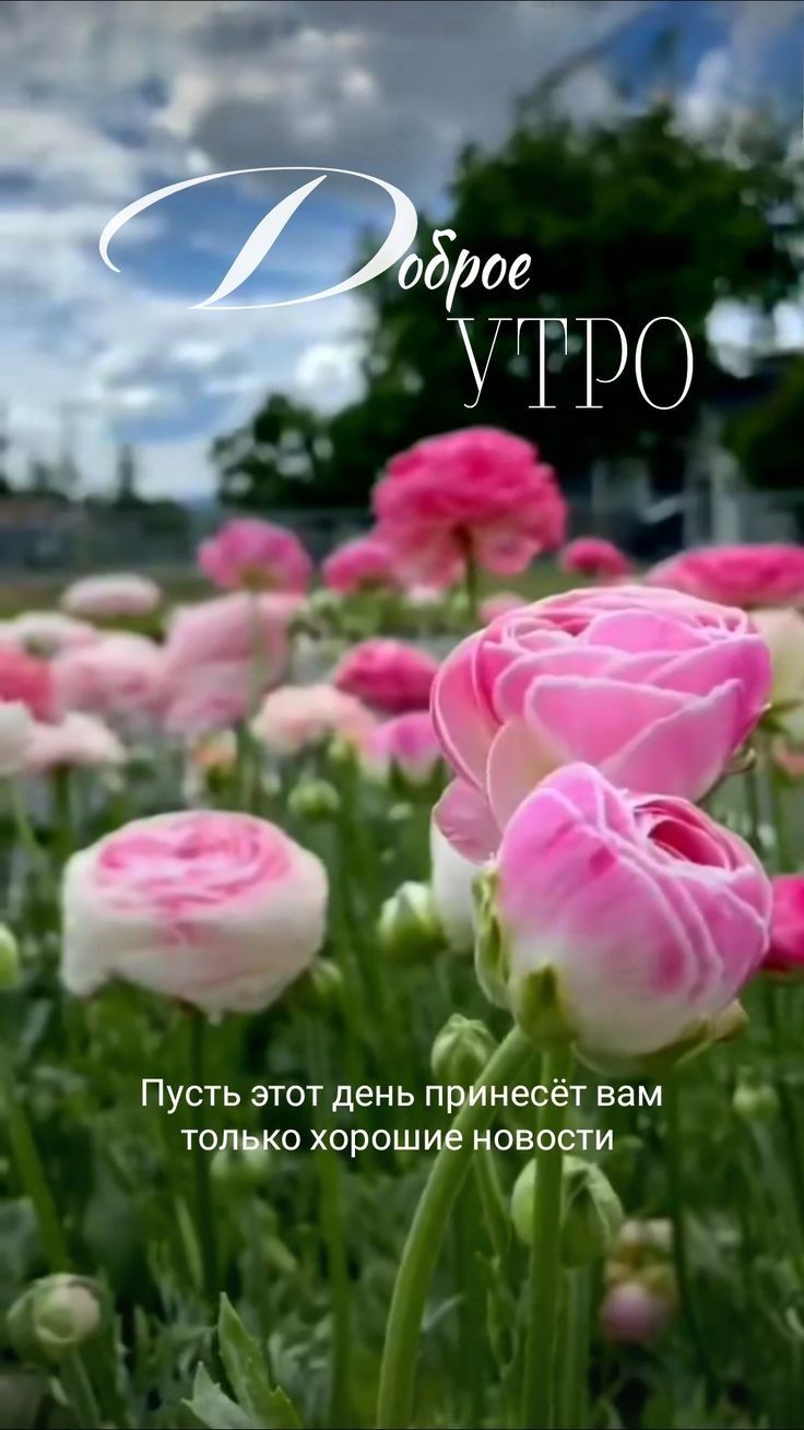 Доброе УТРО
Пусть этот день принесёт вам только хорошие новости