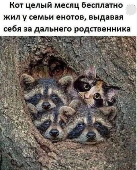 Кот целый месяц бесплатно жил у семьи енотов, выдавая себя за дальнего родственника