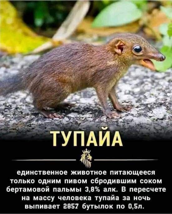ТУПАЙА
единственное животное питающееся только одним пивом сбродившим соком бертамовой пальмы 3,8% алк. В пересчете на массу человека тупая за ночь выпивает 2857 бутылок по 0,5л.