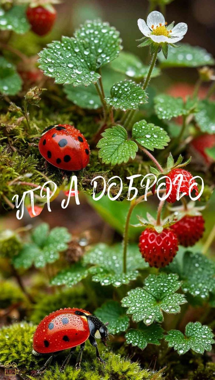 УТРА ДОБРОГО