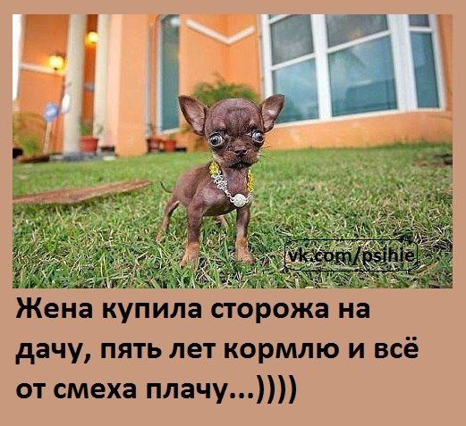Жена купила сторожа на дачу, пять лет кормлю и всё от смеха плачу...
